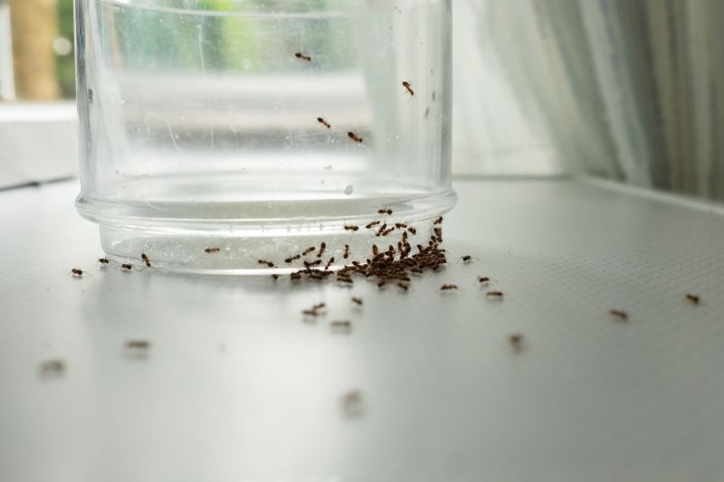 Local Ant Control Service in Naperville, IL