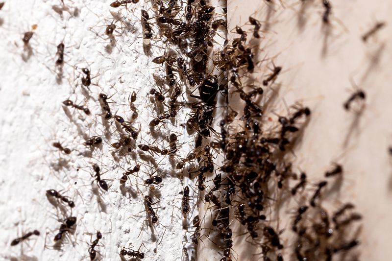 Local Ant Control Service in Oshkosh, WI