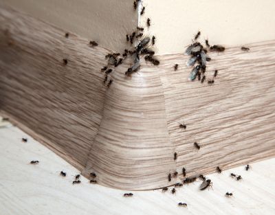 Local Ants Extermination Service in Fox Lake, IL