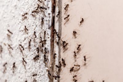 Ants Extermination Service
