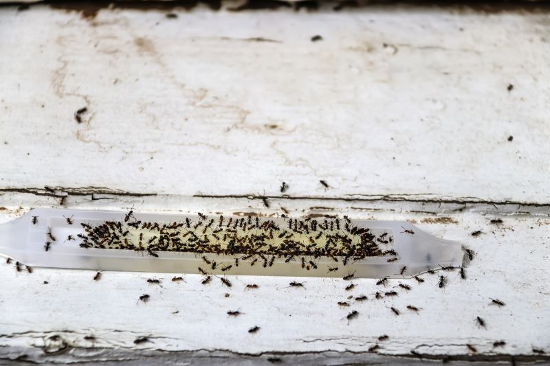 Local Ants Extermination Service in Park City, UT