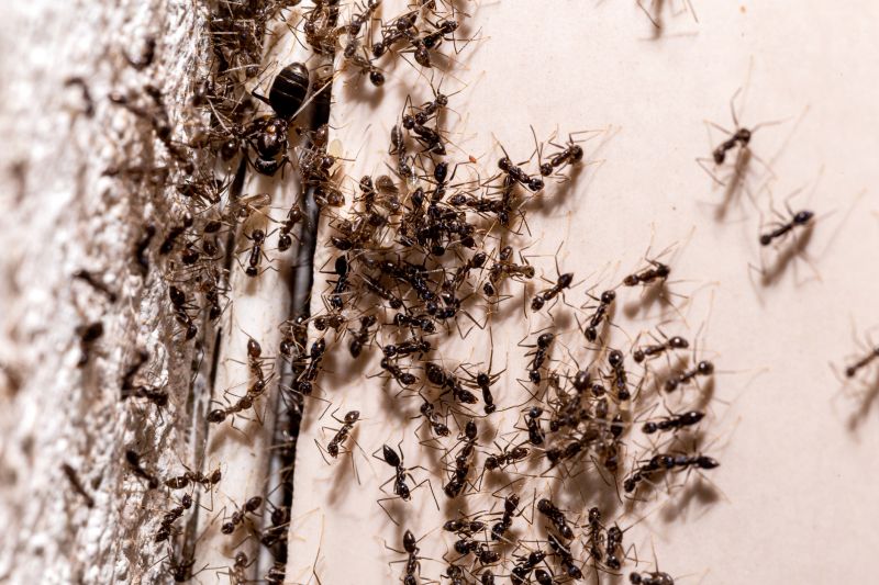 Local Ants Extermination Service in Richardson, TX