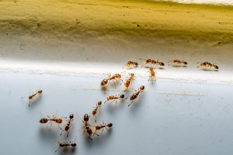 Local Ants Extermination Service in Schaumburg, IL