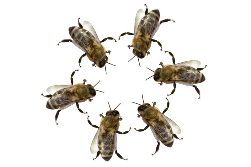 Local Bee Pest Control Service in Fairborn, OH