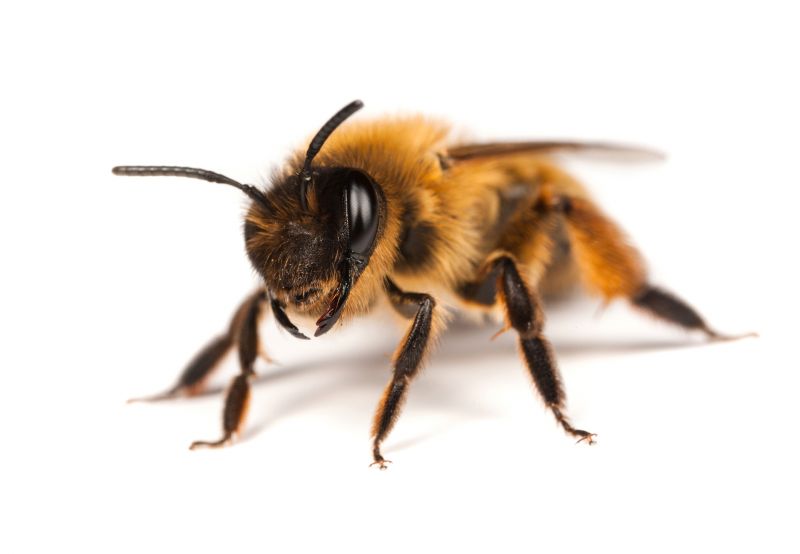Local Bee Pest Control Service in Lemont, IL