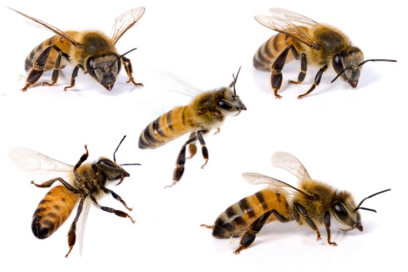 Local Bee Pest Control Service in Marengo, IL