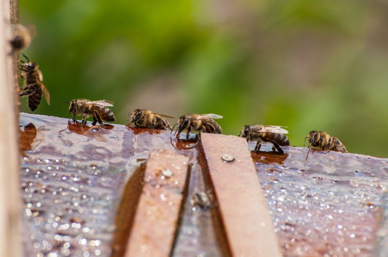 Local Bee Pest Control Service in Milwaukee, WI