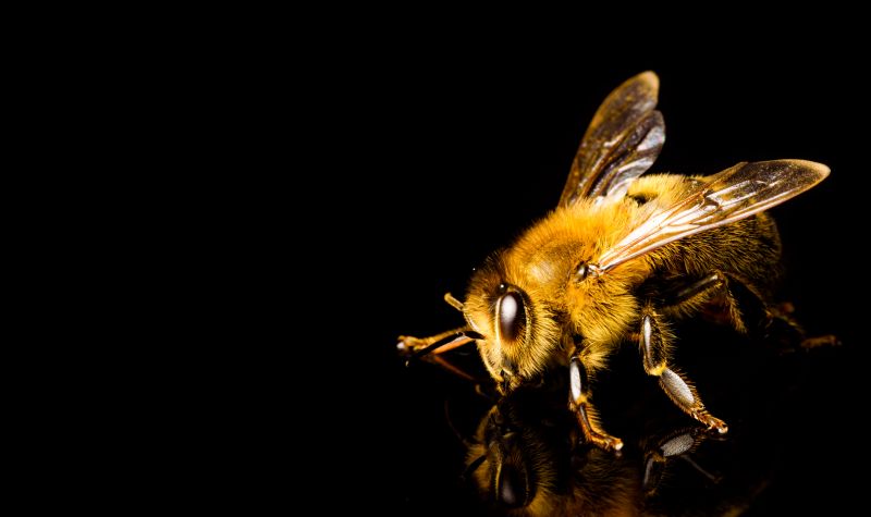 Local Bee Pest Control Service in Naperville, IL