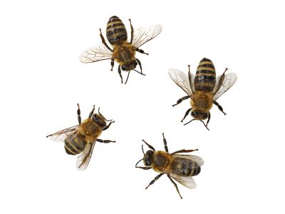 Bee Pest Control Service
