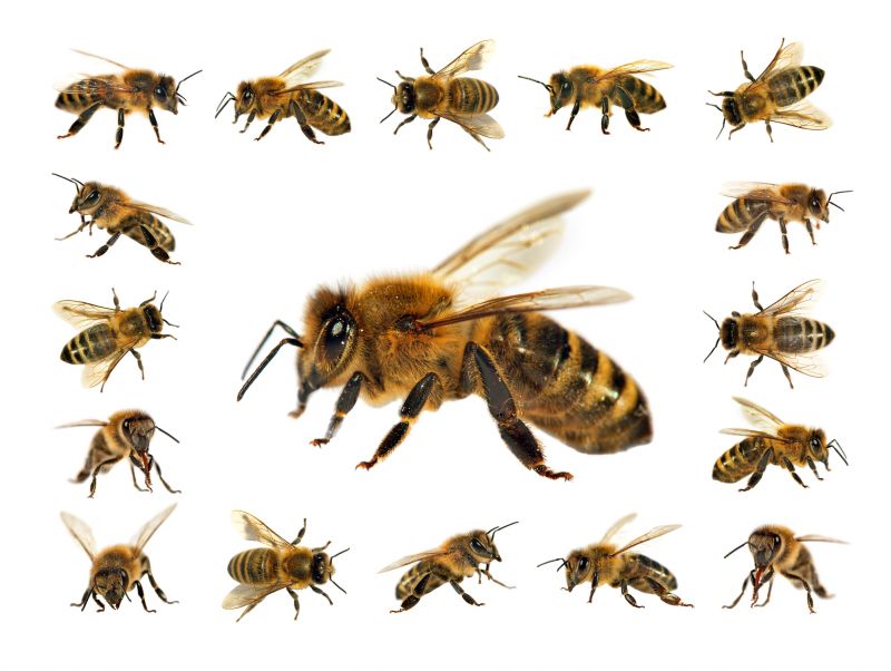 Local Bee Pest Control Service in Plainfield, IL