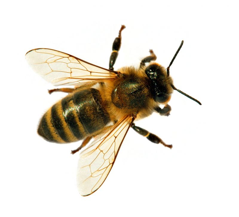 Local Bee Pest Control Service in Roy, UT