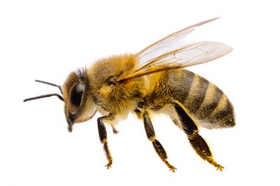 Local Bee Pest Control Service in Spanish Fork, UT