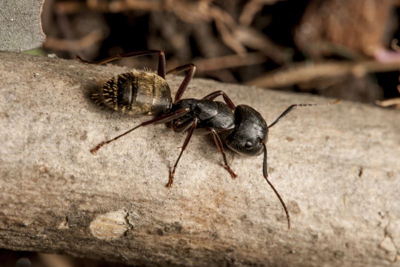 Local Black Ant Extermination in Brookville, OH