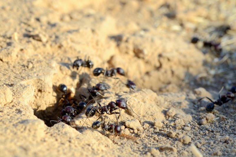 Local Black Ant Extermination in Columbus, IN