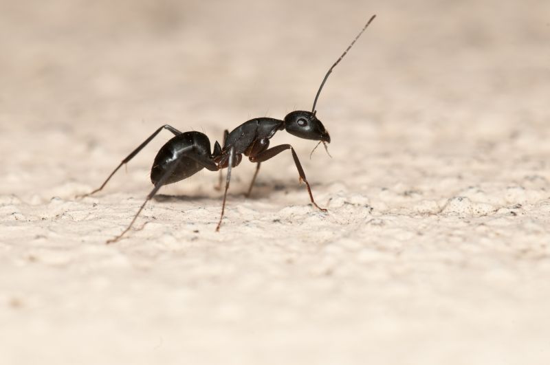 Local Black Ant Extermination in Frisco, TX