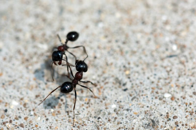 Local Black Ant Extermination in Grafton, WI