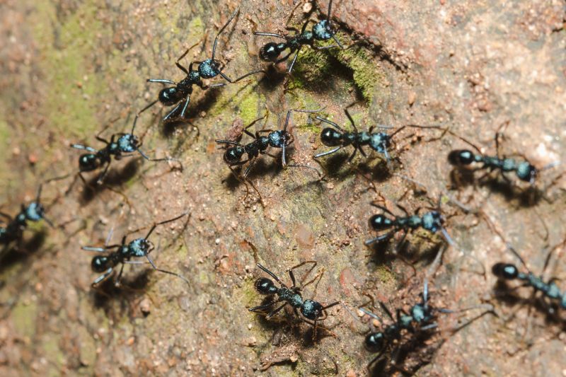 Local Black Ant Extermination in Houston, TX