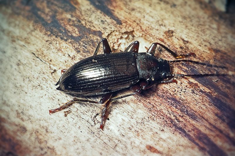 Black Ant Extermination