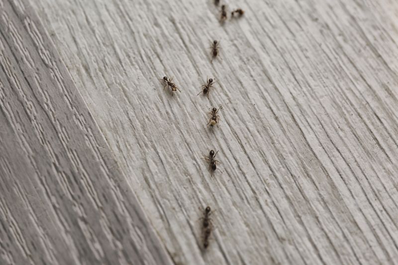 Black Ant Extermination