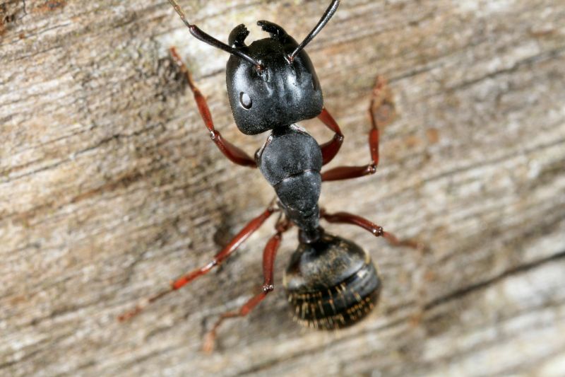 Local Black Ant Extermination in Springboro, OH
