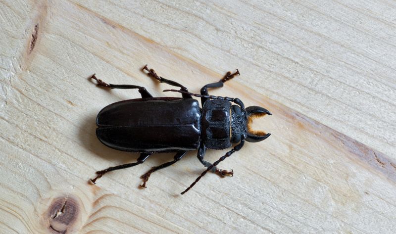 Local Bug Extermination Service in Bargersville, IN