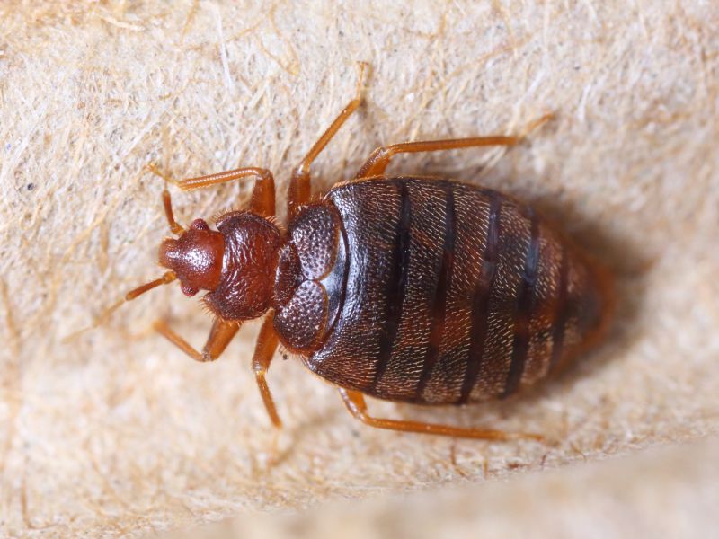 Local Bug Extermination Service in Kaufman, TX