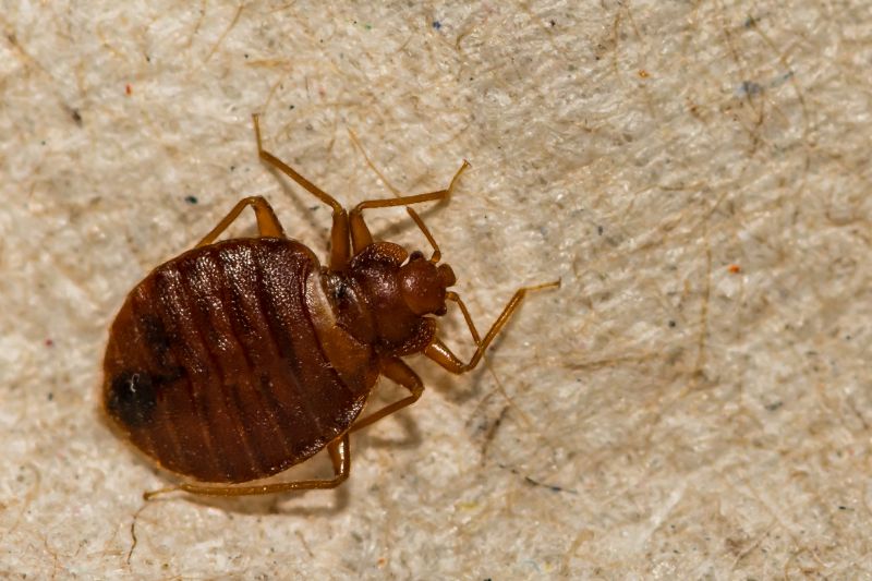 Bug Extermination Service
