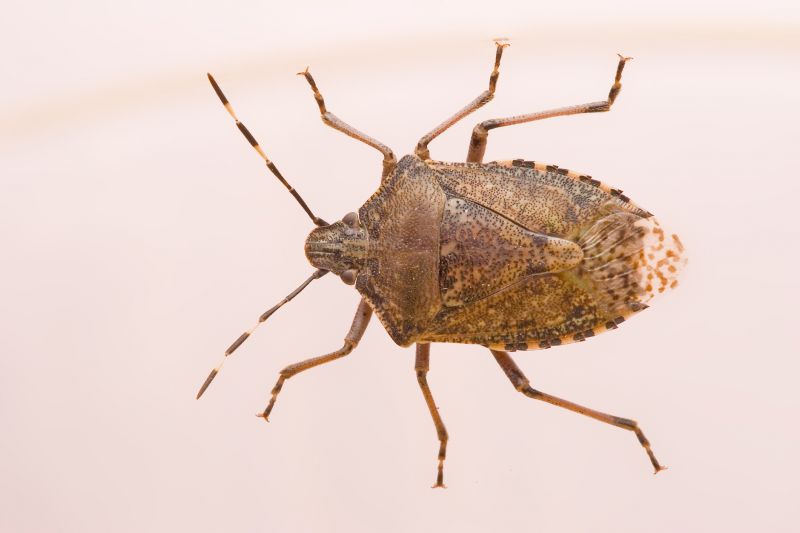 Local Bug Extermination Service in Plainfield, IL