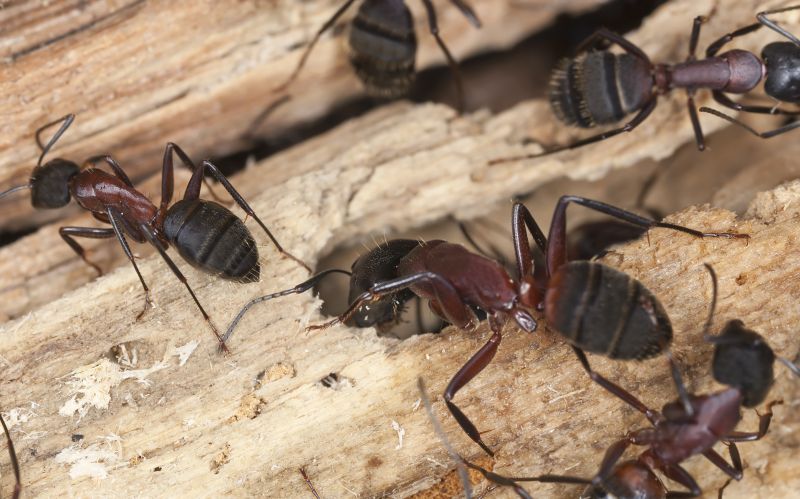 Local Carpenter Ant Extermination in Arlington, TX