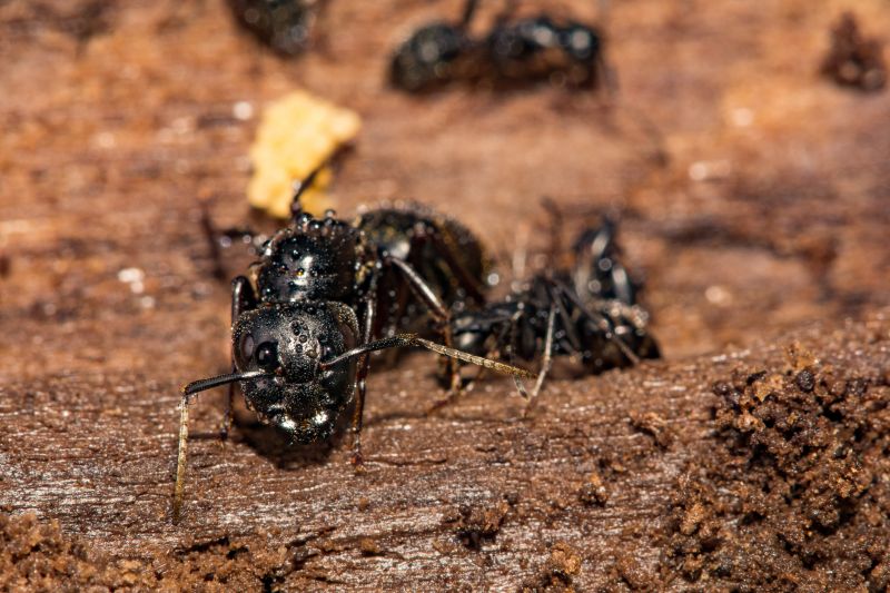 Local Carpenter Ant Extermination in Bolingbrook, IL