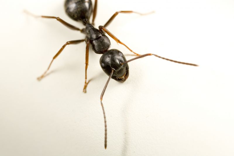 Local Carpenter Ant Extermination in Centerville, UT