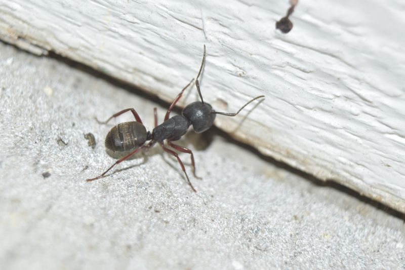 Local Carpenter Ant Extermination in Clearfield, UT