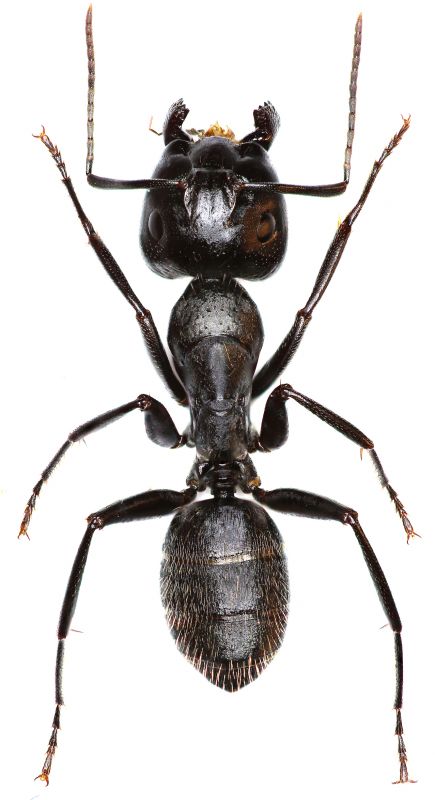 Local Carpenter Ant Extermination in Greendale, WI