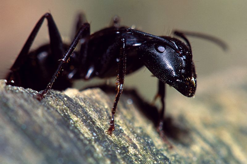 Local Carpenter Ant Extermination in Independence, KY