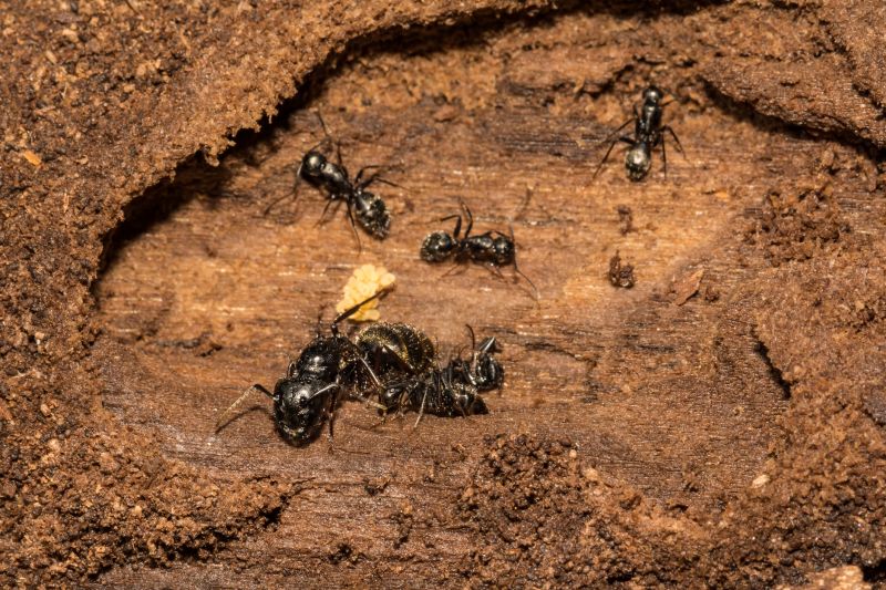 Local Carpenter Ant Extermination in North Salt Lake, UT
