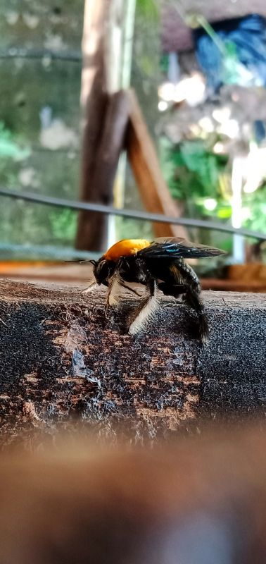 Local Carpenter Bee Removal Service in Dayton, OH