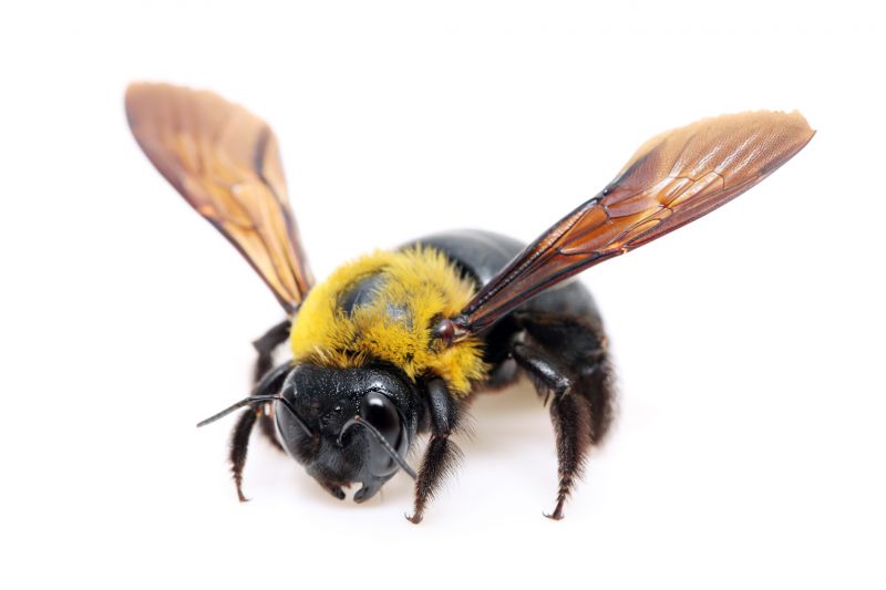 Local Carpenter Bee Removal Service in Janesville, WI