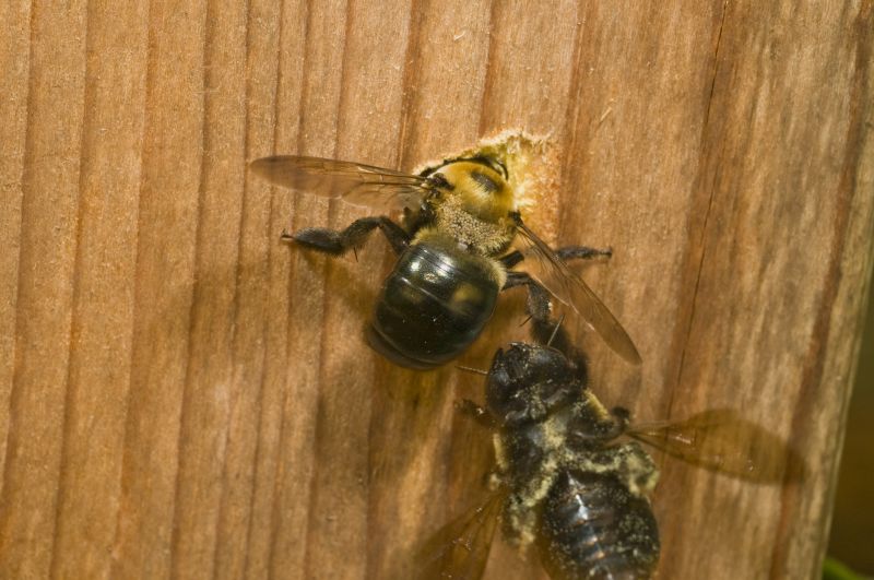 Local Carpenter Bee Removal Service in Kokomo, IN
