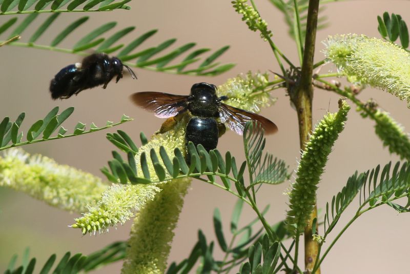 Local Carpenter Bee Removal Service in Midway, UT