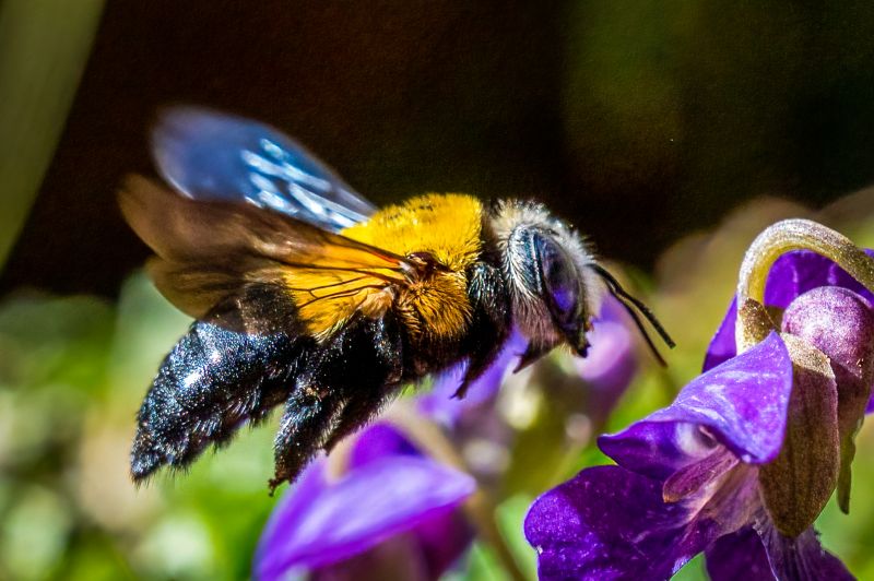 Local Carpenter Bee Removal Service in Oswego, IL