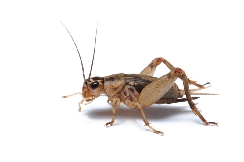 Local Cricket Control Service in Des Plaines, IL