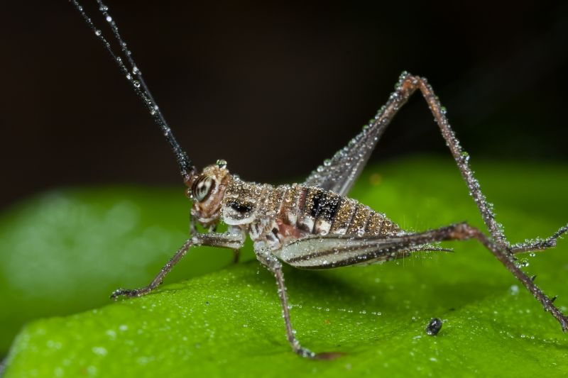 Local Cricket Control Service in Duncanville, TX