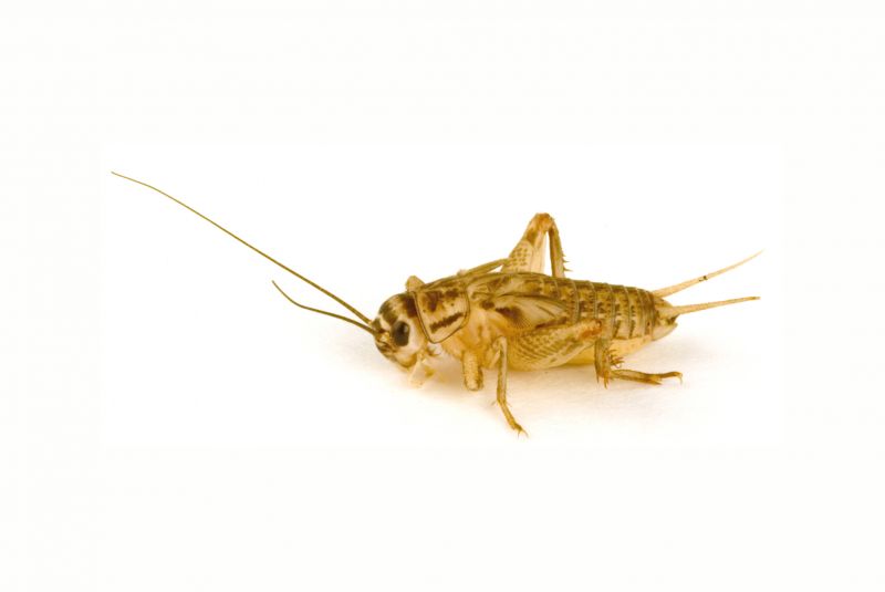 Local Cricket Control Service in Duncanville, TX