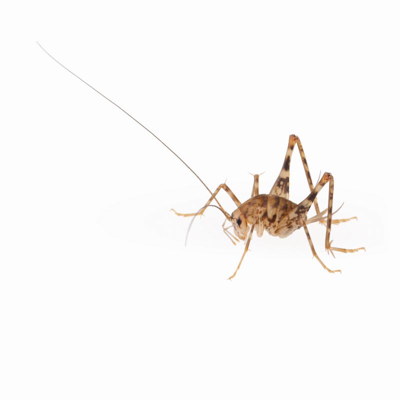 Local Cricket Control Service in Palatine, IL