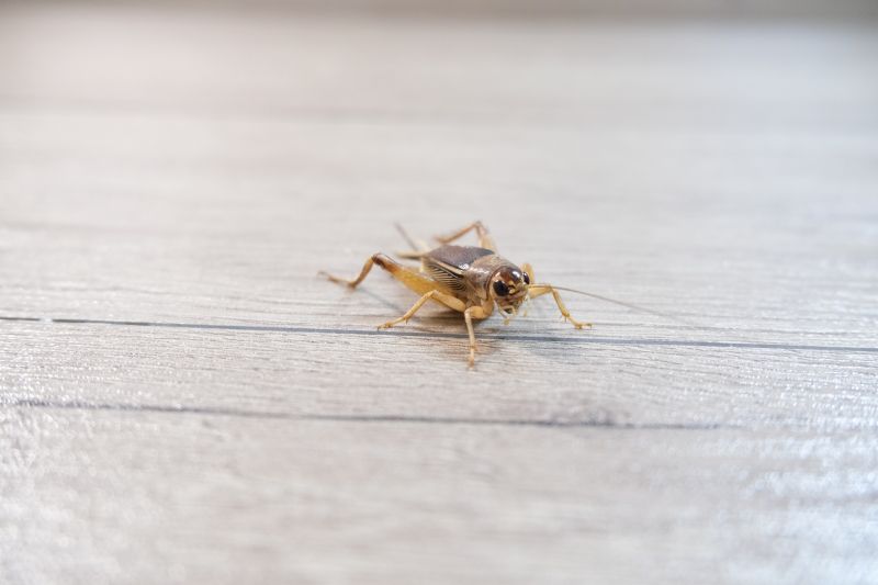 Local Cricket Removal Service in Burlington, KY