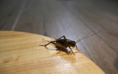 Local Cricket Removal Service in Layton, UT