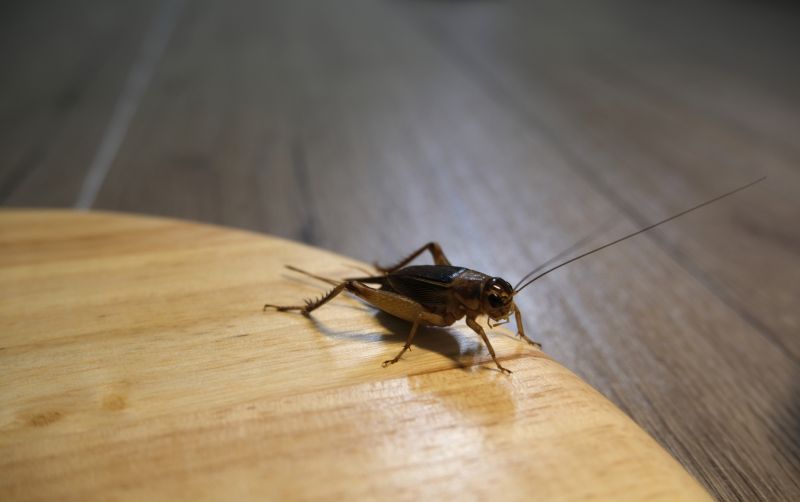 Local Cricket Removal Service in Vandalia, OH