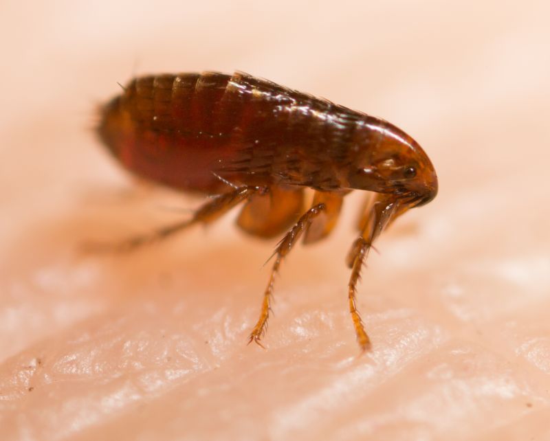Local Flea Extermination in De Pere, WI