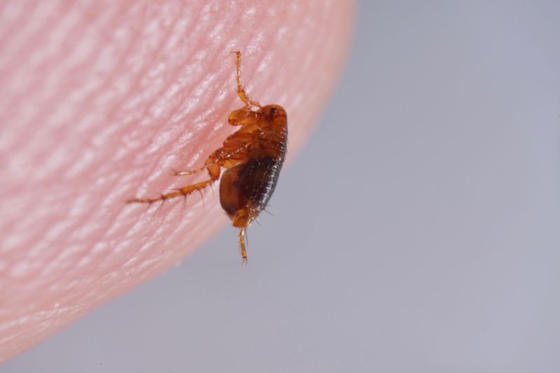 Local Flea Extermination in Oshkosh, WI