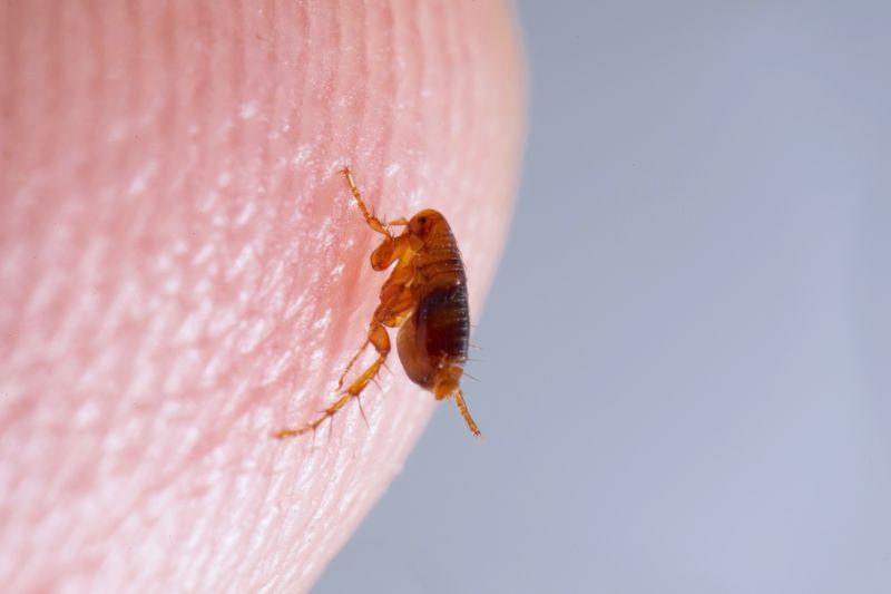 Local Flea Extermination in Pearland, TX